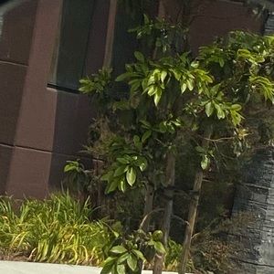 Meet your Posher, Rose